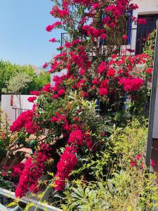 ImagenPensión Aduar 4