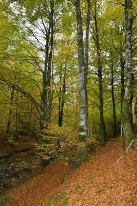 ImagenCasa Artegia 7