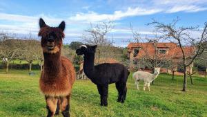 ImagenHotel 3 Alpacas 6