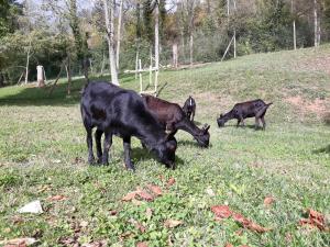 ImagenCàmping - Hotel rural La soleia d'Oix 6