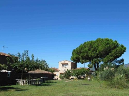 Imagenel Pi de la Selva 2