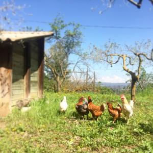 ImagenMasia Sagués 4