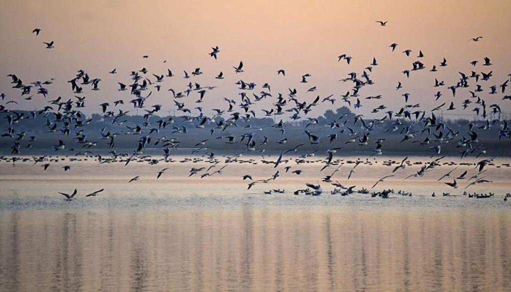 Las Banderasimagen principal