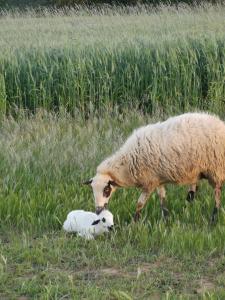 ImagenL' Abilleiru Albergue Rural 5
