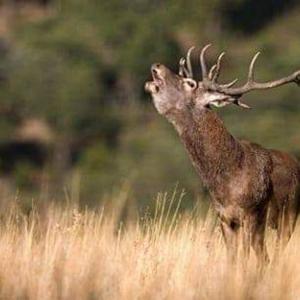 ImagenCASAS RURALES PUERTA DE ANDALUCÍA, La reconquista, Nuevas Poblaciones 4