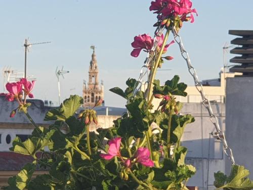 ImagenDOÑA LOLA CORNER 2