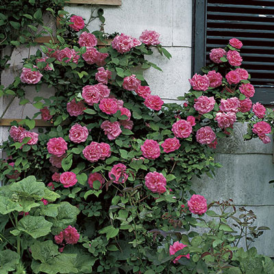 Zéphirine Drouhin Climber Rose