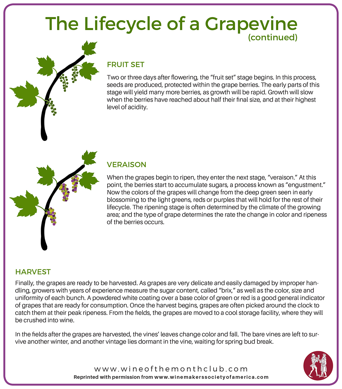 The Life Cycle Of Grapevines