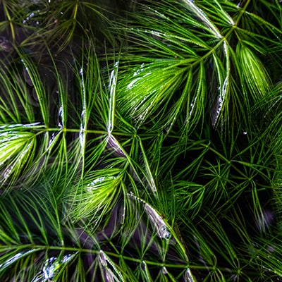 Algae and Weed Control