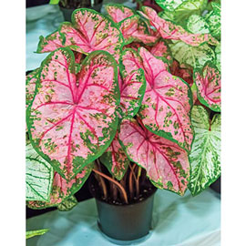 Caladiums Carolyn Whorton K Van Bourgondien