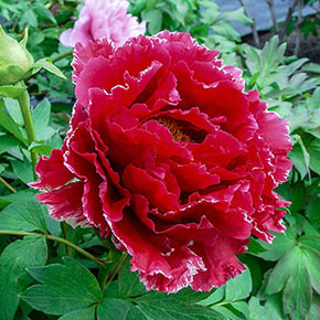 Peonies Shop Peonies For Sale K Van Bourgondien