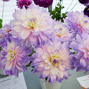 kvan bourgondien coupon