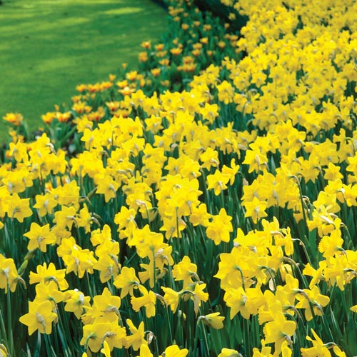 Giant Yellow Daffodils for Naturalizing K. van Bourgondien