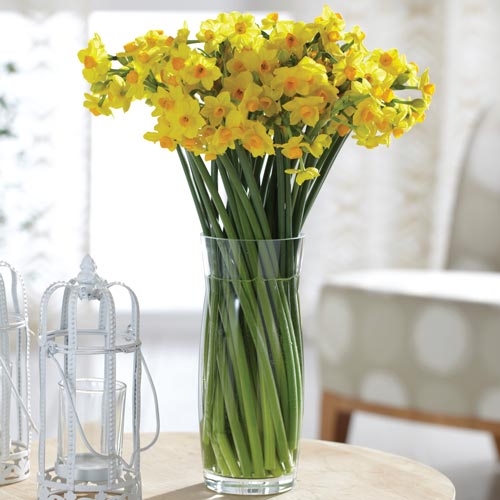 Deer Resistant Blooms Paperwhite Narcissus Grand Soleil d'Or