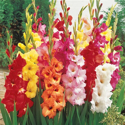 Buy Showy Mixed Gladiolus from K. van Bourgondien