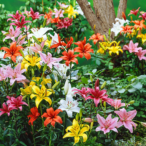 Asiatic Lily Mixed for Spring Planting K. van Bourgondien