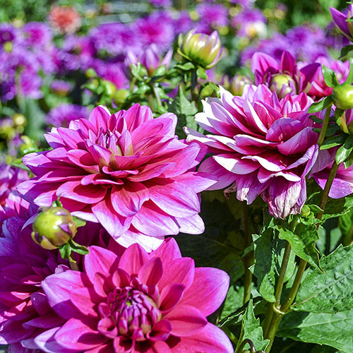 SunLoving Dahlias Border Dahlias Mixed from Van Bourgondien