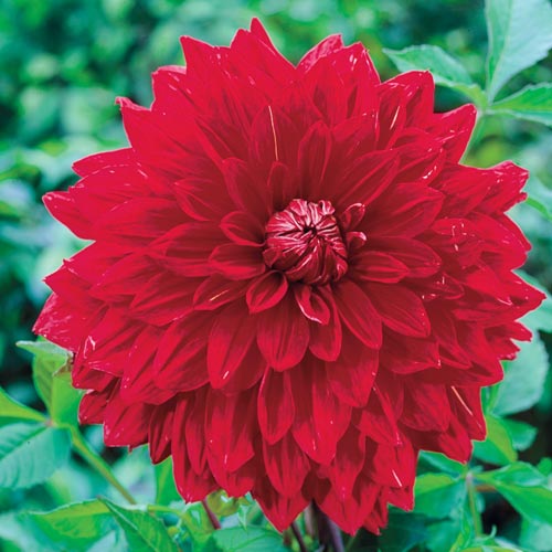 Giant Dinnerplate Dahlia The Big Wow K. Van Bourgondiens