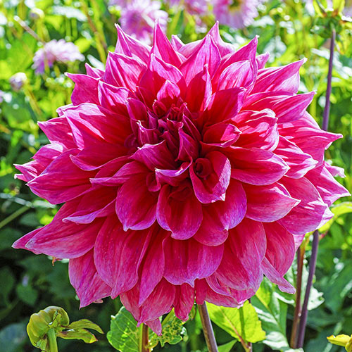 Giant Dinnerplate Dahlia Emory Paul K. van Bourgondien