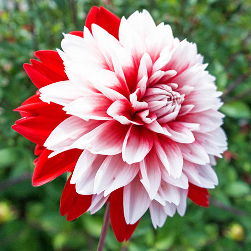 Sun Perennials Decorative Dahlia Mix from K. van Bourgondien