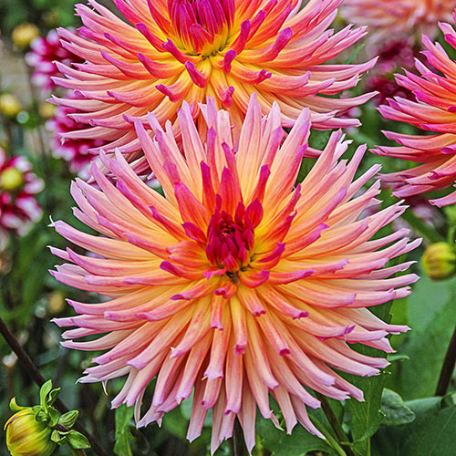 Karma Dahlias Sangria K. van Bourgondien