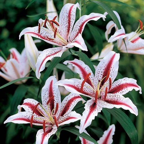 Oriental Lily Dizzy K. van Bourgondien