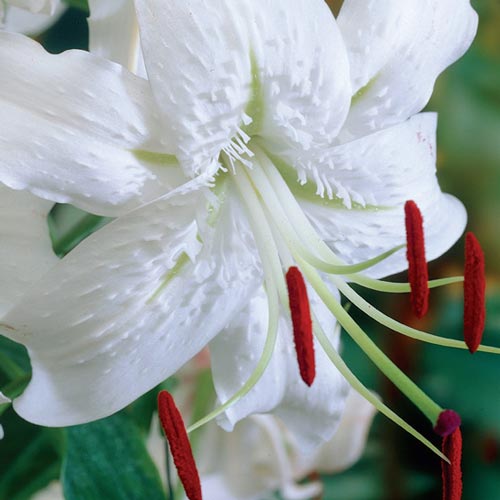 OldFavorite Lilies Speciosum Album K. van Bourgondien