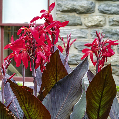 Giant Canna Ambassador (Black Knight) K. van Bourgondien