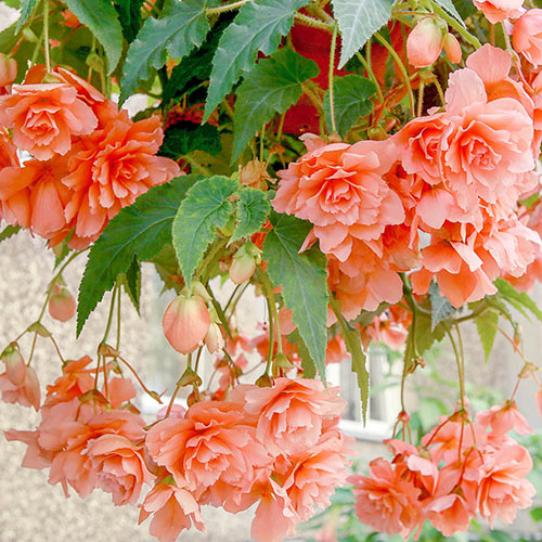 Double Hanging Basket Begonias Apricot K. Van Bourgondiens