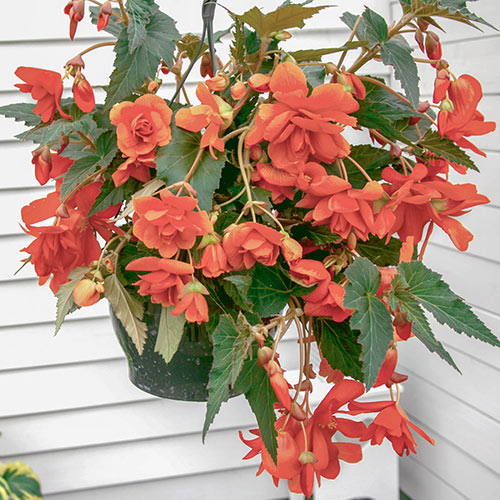Double Hanging Basket Begonias Apricot K. van Bourgondien