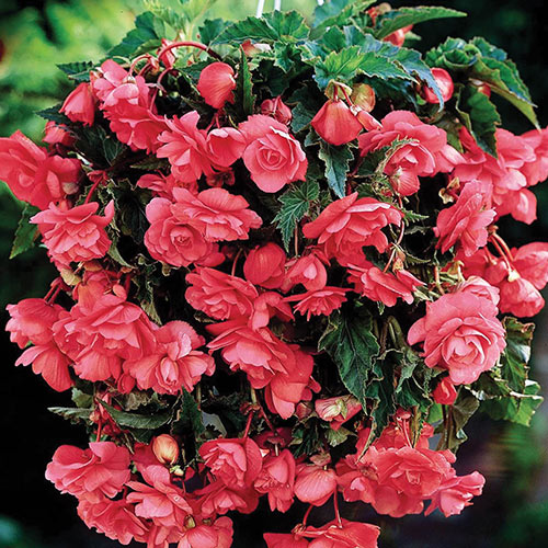 Double Hanging Basket Begonias Pink K. Van Bourgondiens