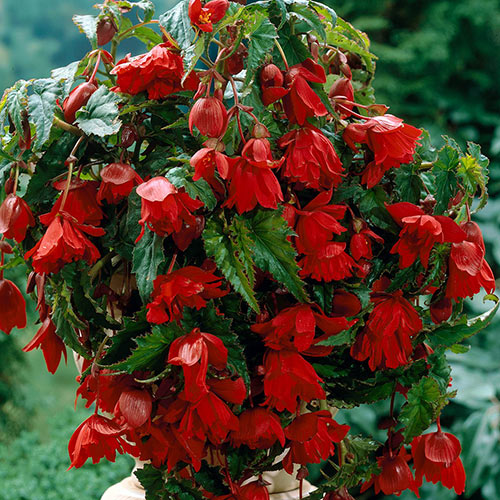 Double Hanging Basket Begonias Scarlet K. van Bourgondien