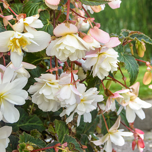 Double Hanging Basket Begonias White K. van Bourgondien