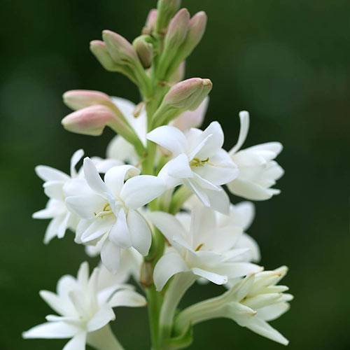 Bulbs Fragrant Double Tuberose (Polianthes) The Pearl