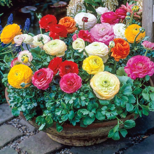 Ranunculus Mixed (Persian Buttercup) K. van Bourgondien