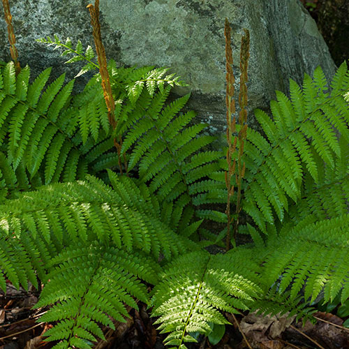 Cinnamon Fern K. van Bourgondien
