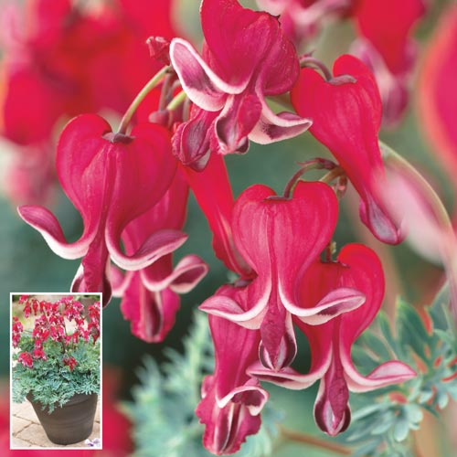 Dicentra Burning Hearts K. van Bourgondien