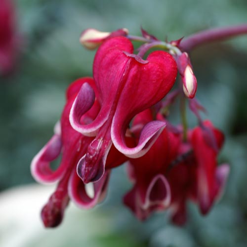 Dicentra Burning Hearts K. van Bourgondien