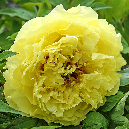 Itoh Peony Yellow Crown K. van Bourgondien