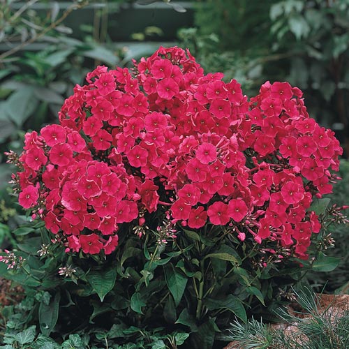 Hardy Tall Phlox Tenor K. van Bourgondien