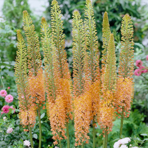 Eremurus (Foxtail Lilies) Cleopatra K. van Bourgondien