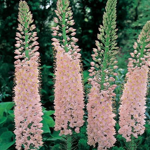 Eremurus (Foxtail Lilies) Shelford Pink K. van Bourgondien