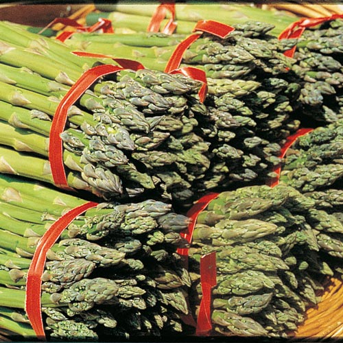 Asparagus Mary Washington K. van Bourgondien
