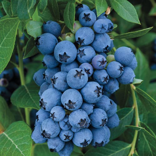 Blueberry Earliblue K. van Bourgondien
