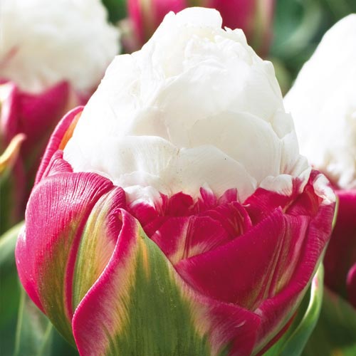 Double Peony Tulip Ice Cream K. van Bourgondien
