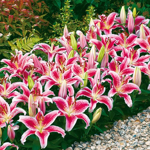 Rosy Dimple Dwarf Oriental Lily K. van Bourgondien