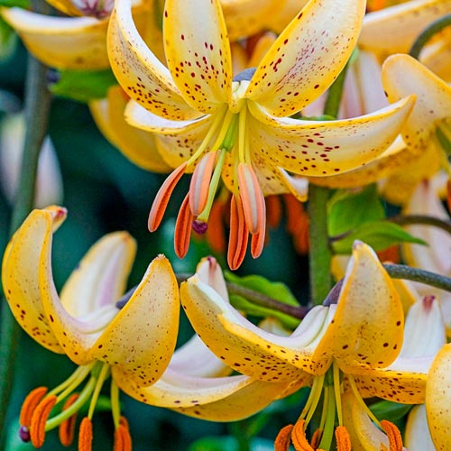 Lily Bulbs for Fall Planting Lilium martagon Guinea Gold