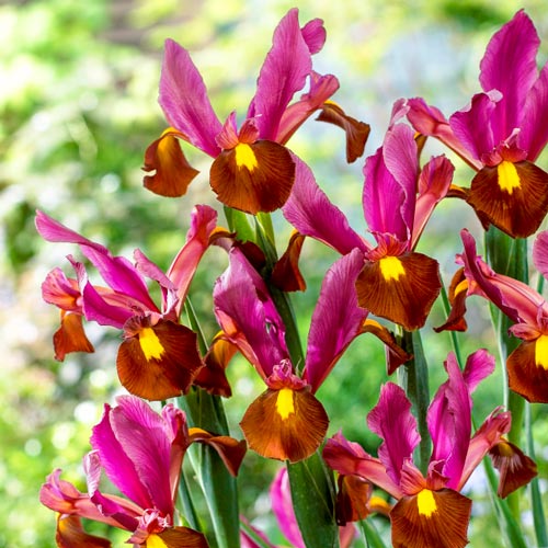 Dutch Iris Bulbs for Fall Planting Dutch Iris Red Ember