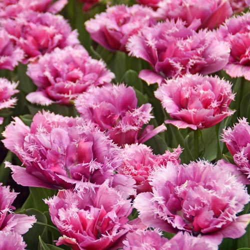 Tulip Bulbs for Fall Planting Double Fringed Tulip Mascotte