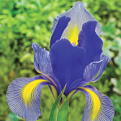 Dutch Iris Bulbs for Planting Dutch Iris Gipsy Beauty